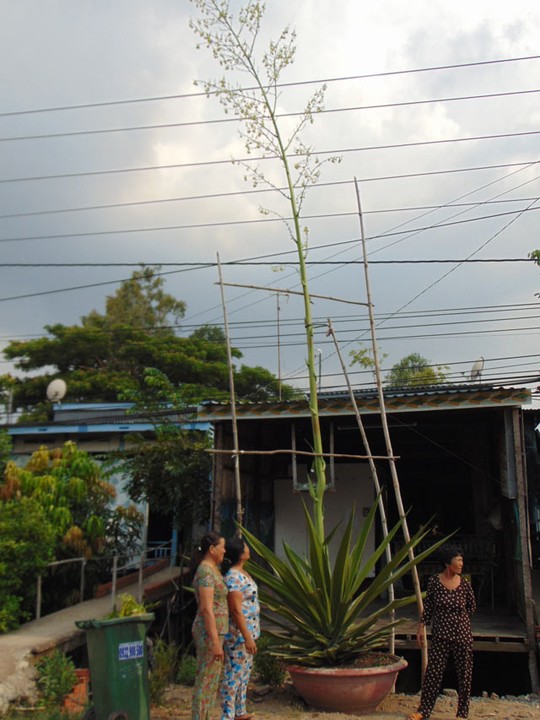 Đồng[-]Tháp:[-]Cây[-]kiểng[-]mỗi[-]ngày[-]cao[-]thêm[-]20cm,[-]kéo[-]người[-]hiếu[-]kỳ